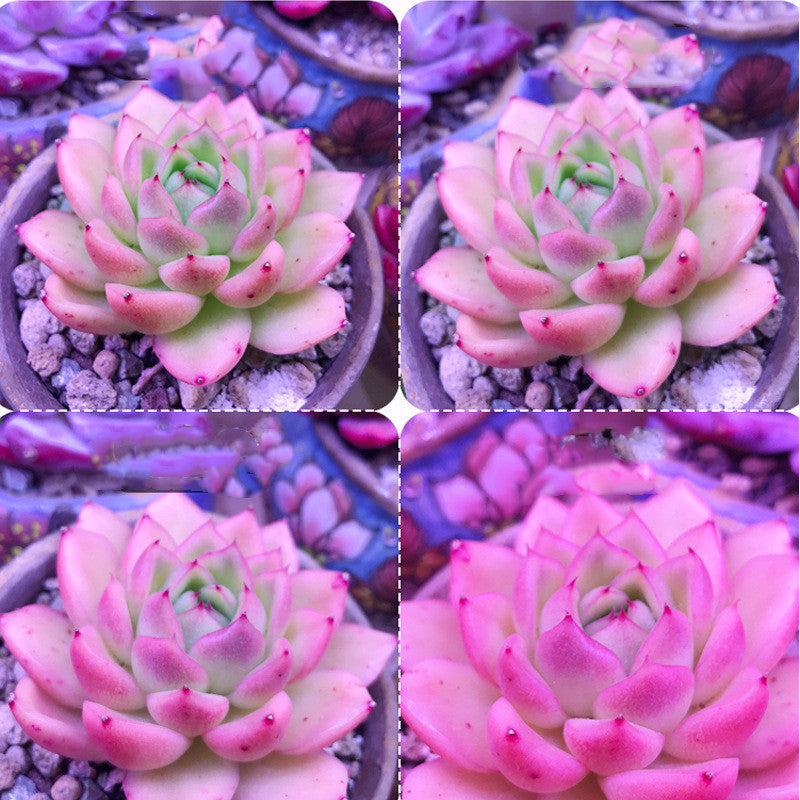 1200W LED Plant Growth Light – Full Spectrum Grow Lamp with Multiple Voltage Standards