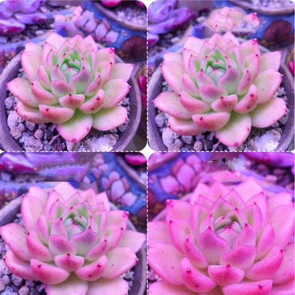1200W LED Plant Growth Light – Full Spectrum Grow Lamp with Multiple Voltage Standards